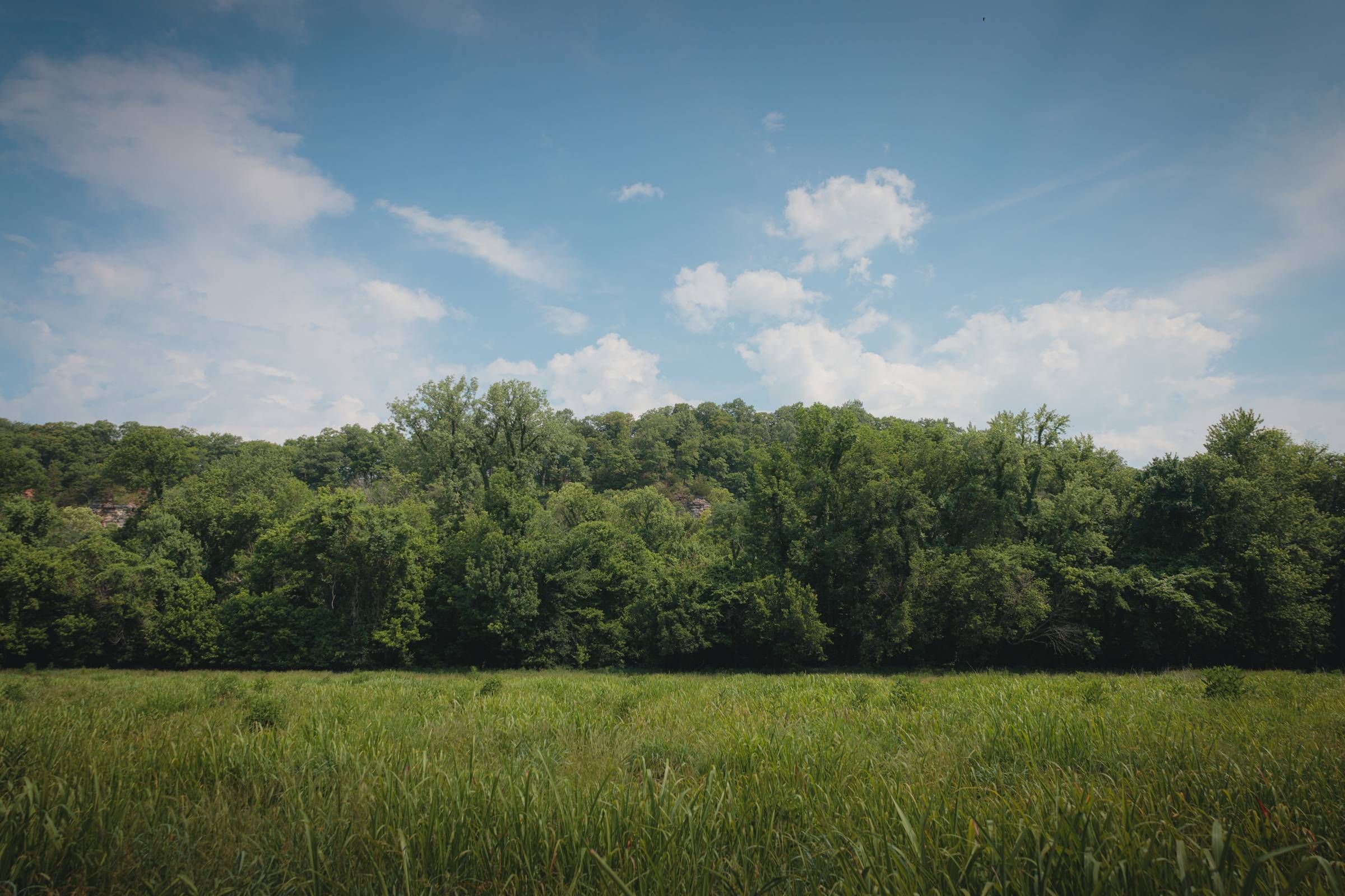 Rockwood Apartments A grassy field with dense green trees under a blue sky with scattered white clouds.