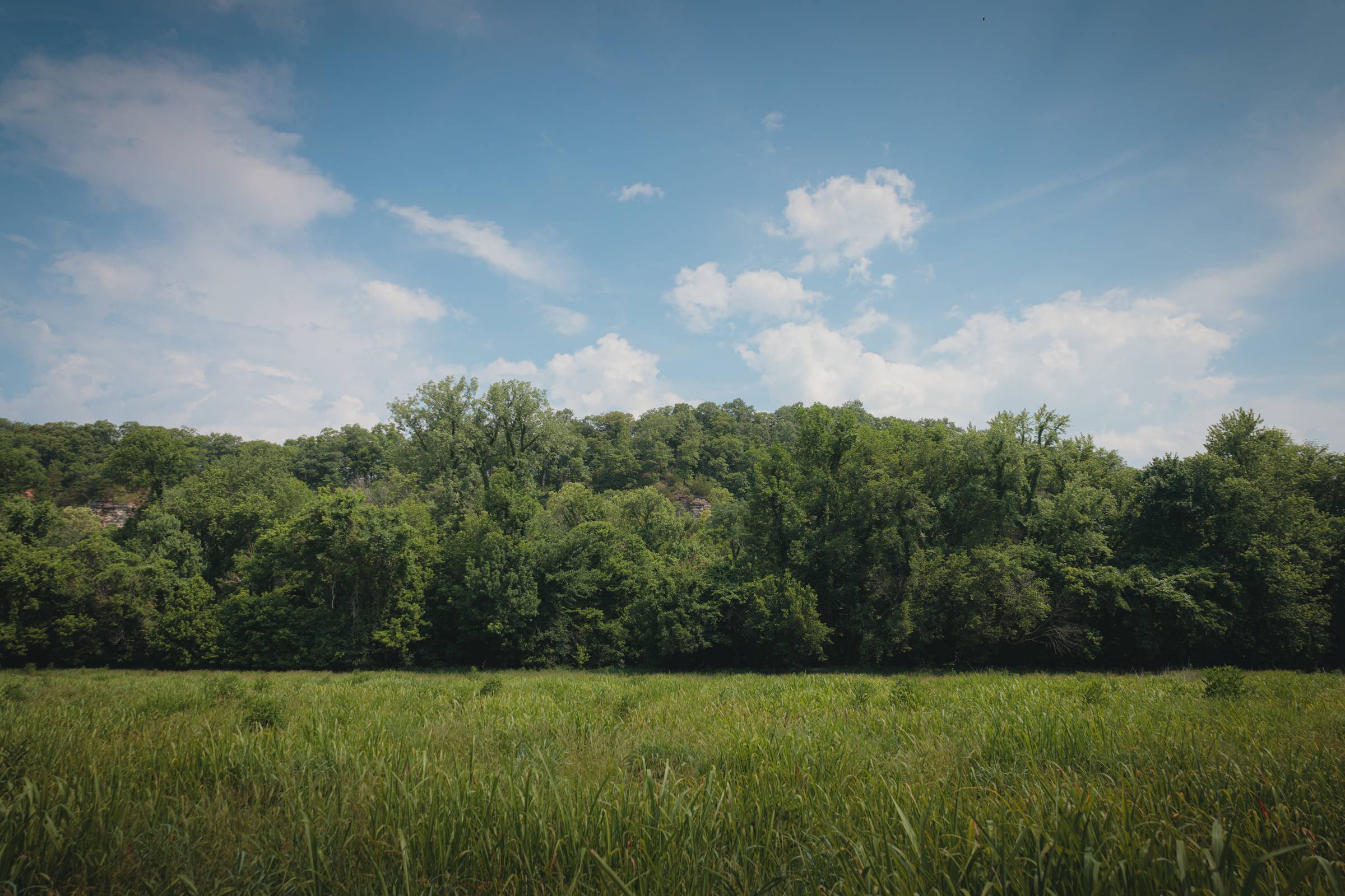 Rockwood Apartments A grassy field with dense green trees under a blue sky with scattered white clouds.